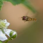 Anflug Schwebfliege