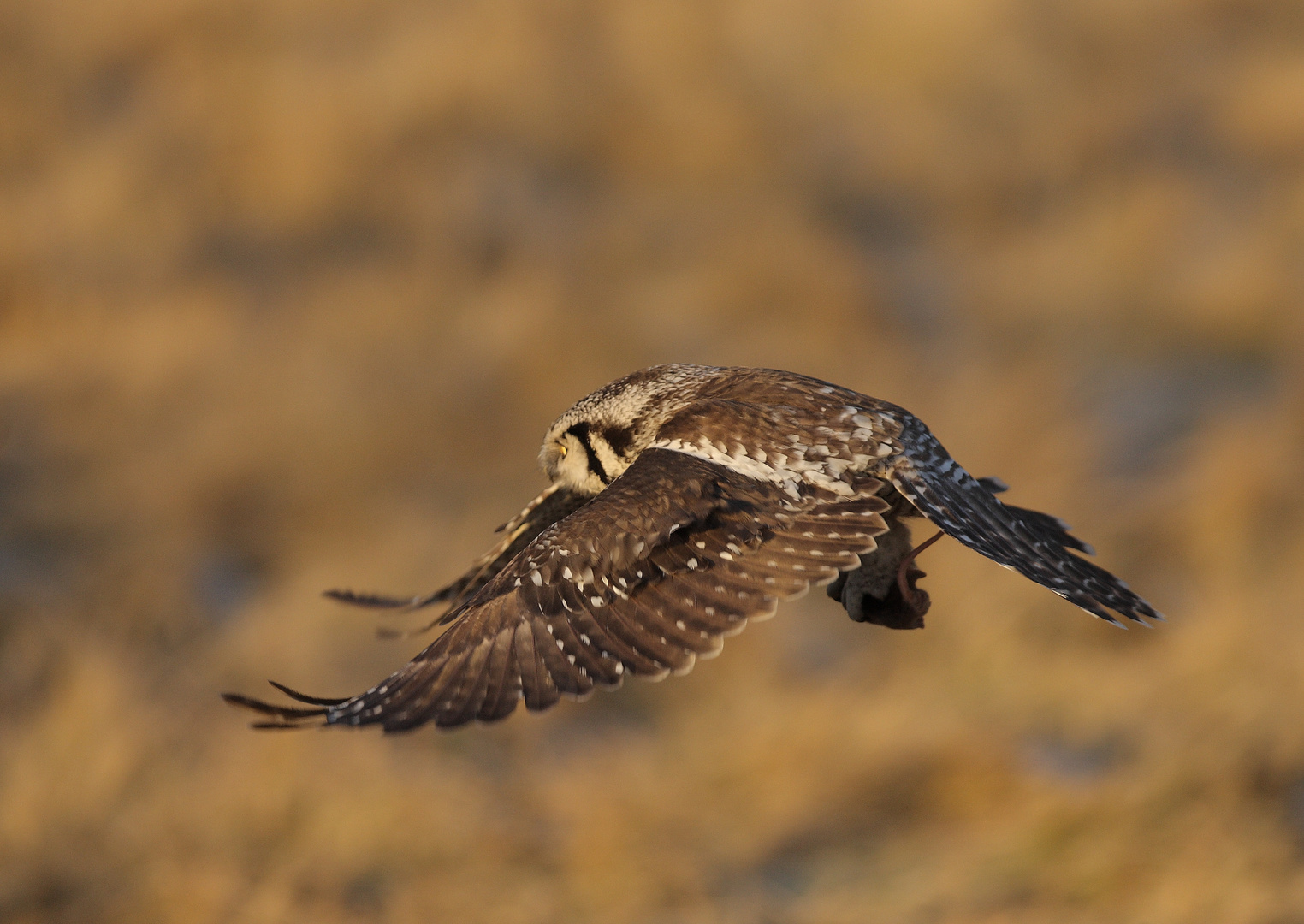 Anflug Sperbereule