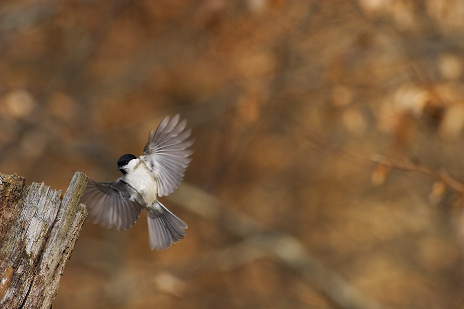 Anflug Sumpfmeise