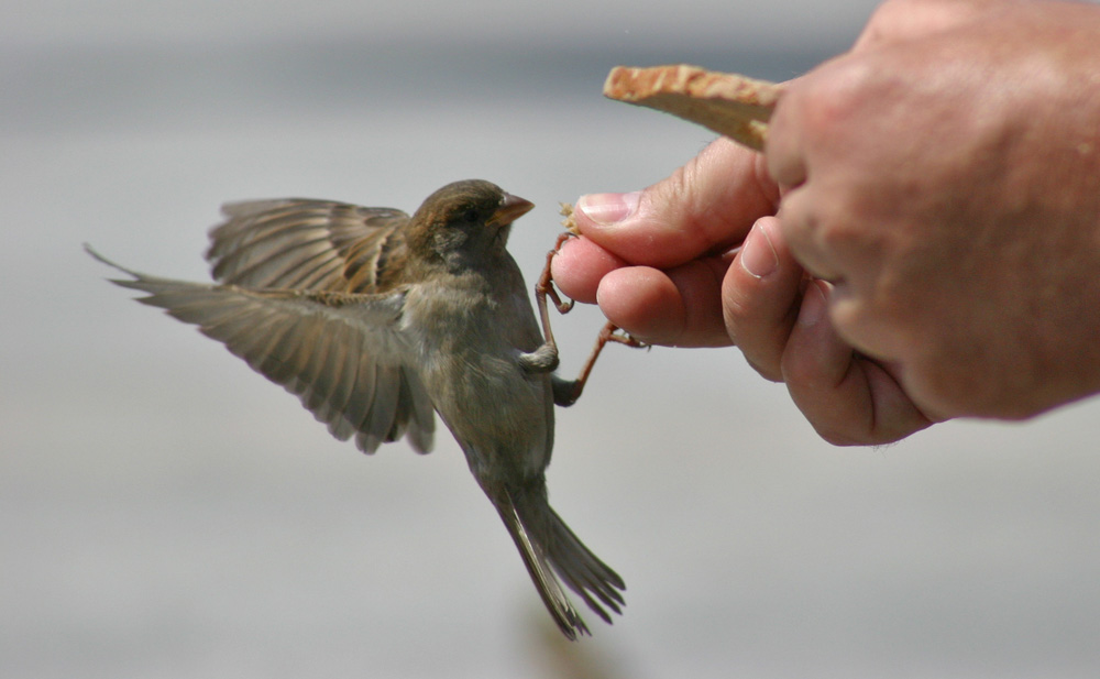 Anflug und abfassen