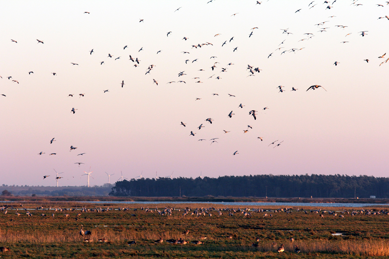 Anflug und Landung der Kraniche am Schlafplatz "der Zirr" bei Zingst, Darßt