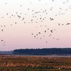 Anflug und Landung der Kraniche am Schlafplatz "der Zirr" bei Zingst, Darßt