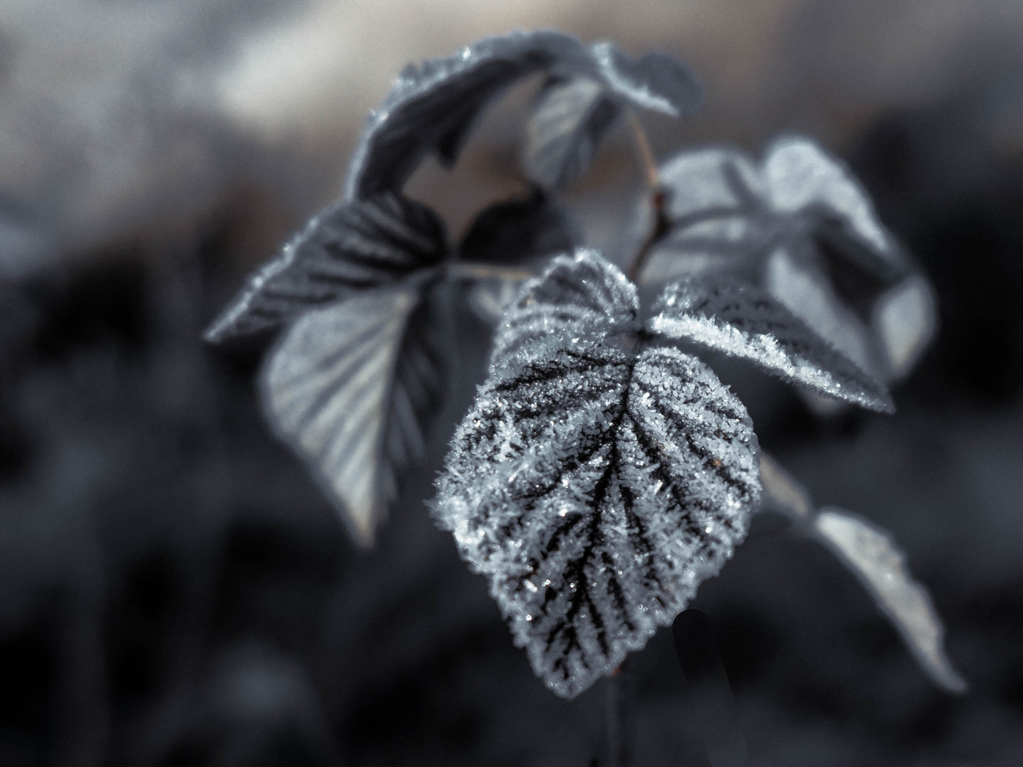 Anflug von Winter