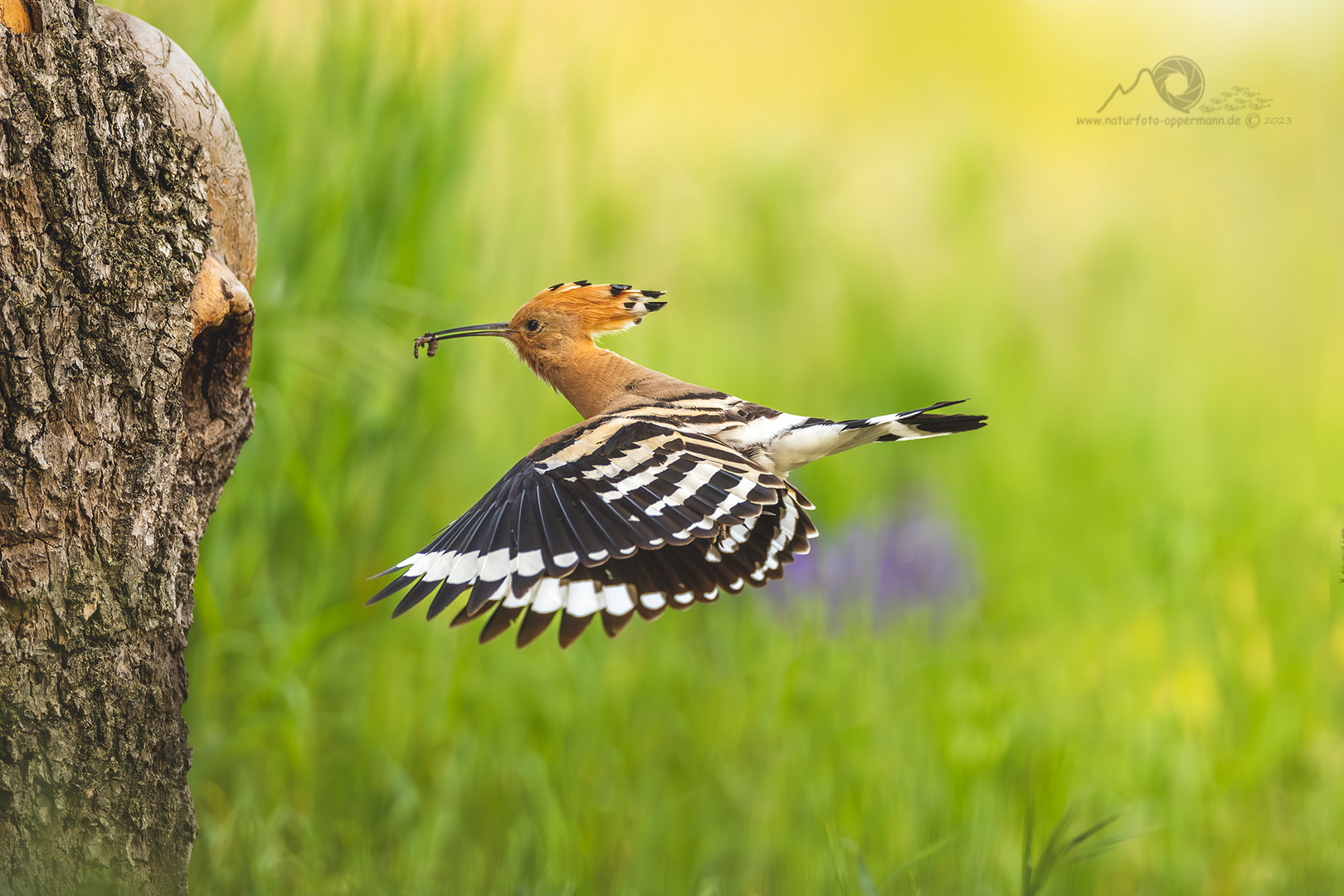 Anflug Wiedehopf