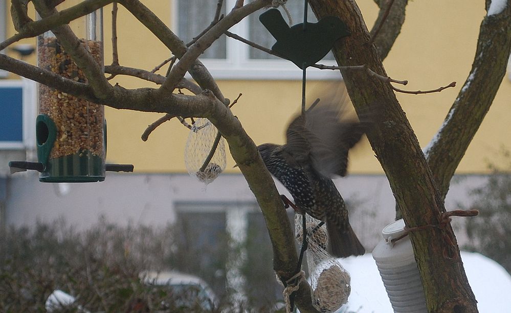 Anflug zum Futterplatz