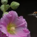 Anflug zum gedeckten Tisch