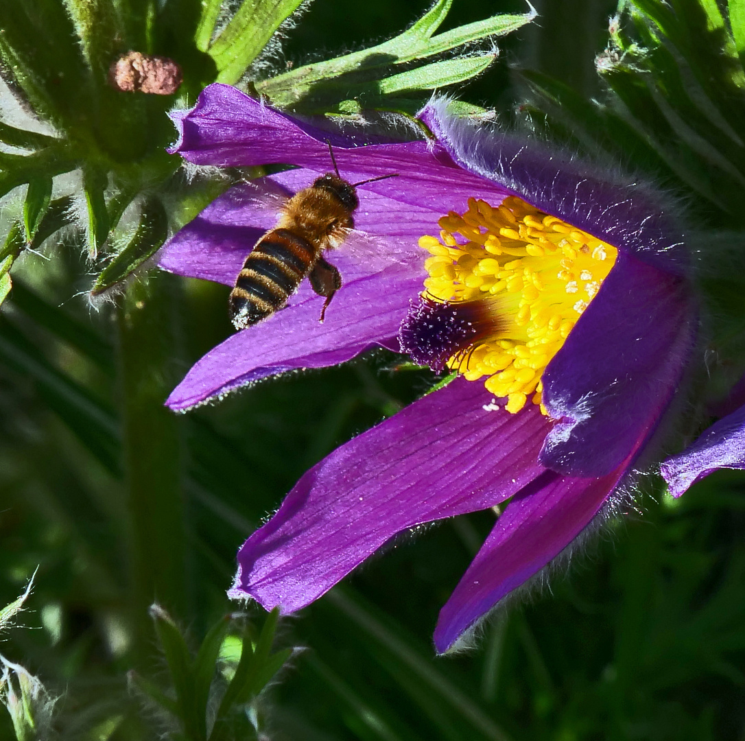 Anflug zum Goldschatz....