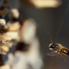 anflug zum insektenhotel