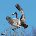 Anflug zum Nest