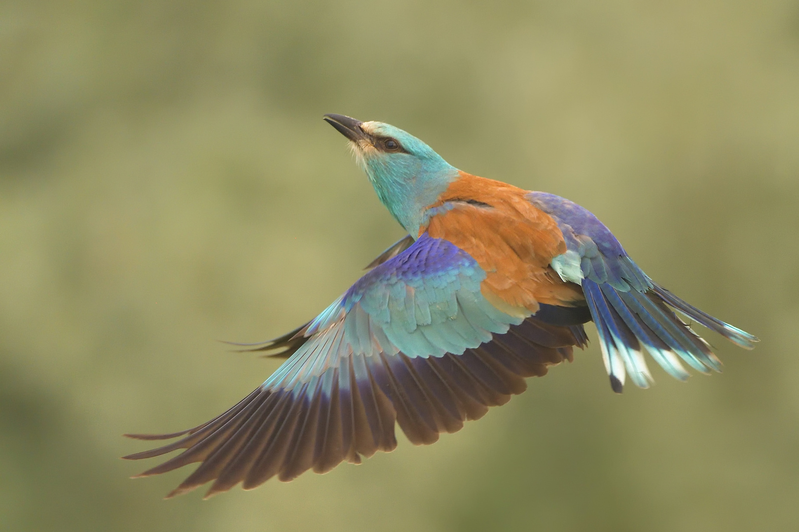 Anflug zum Nest