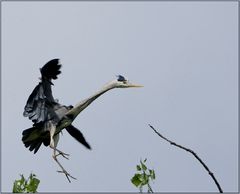 Anflug zum Nest