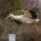  Anflug zum Nest