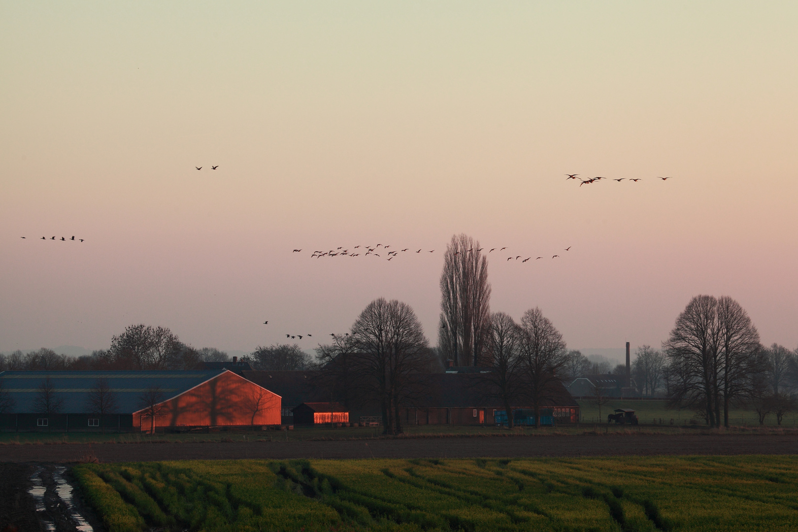 Anflug zum Schlafplatz