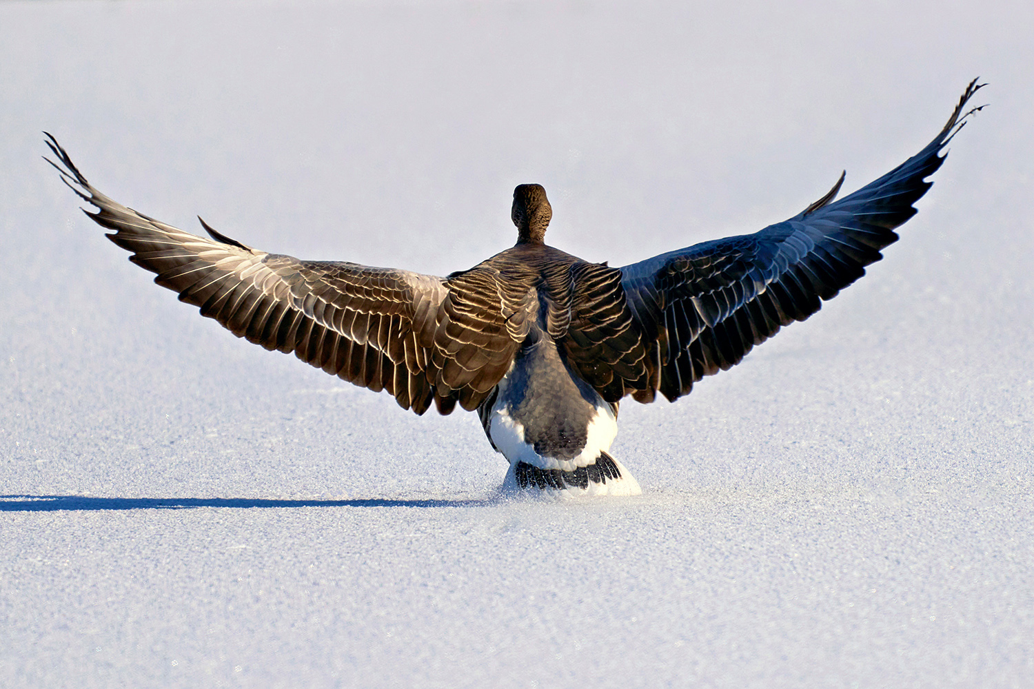 Anflug zum Tanz auf dem Eis