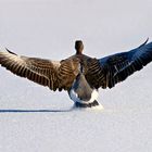 Anflug zum Tanz auf dem Eis