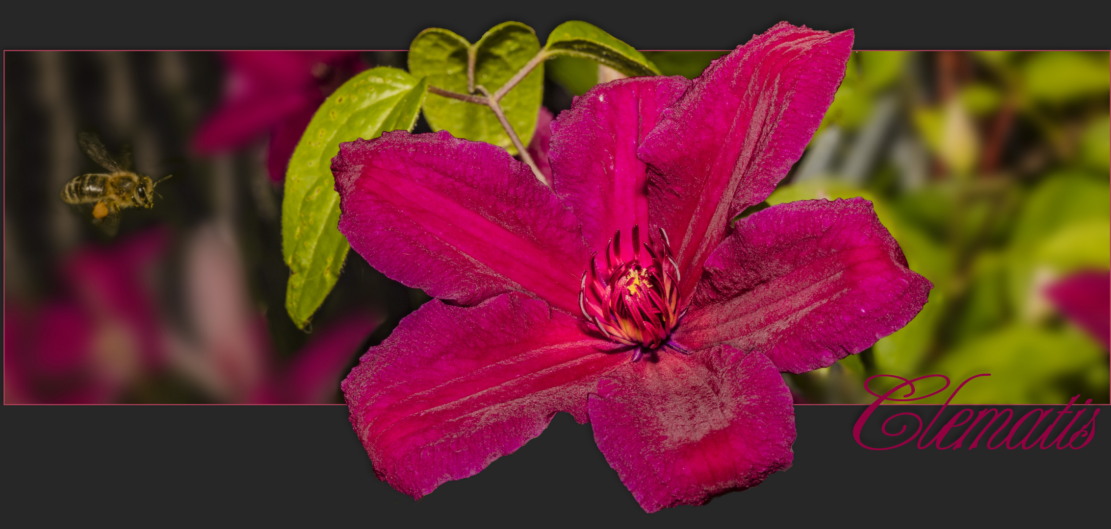 Anflug zur Clematis