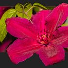 Anflug zur Clematis