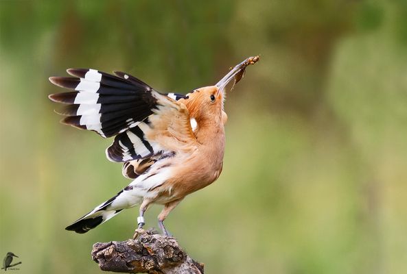 Anflug zur Fütterung