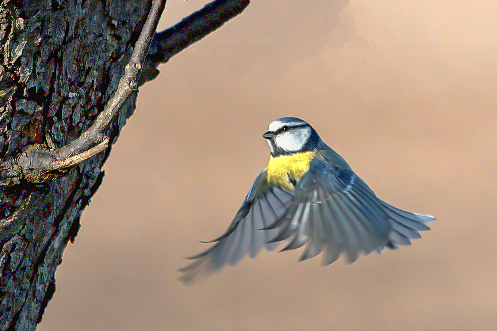 Anflug zur Fütterung