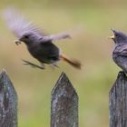 Anflug zur Fütterung