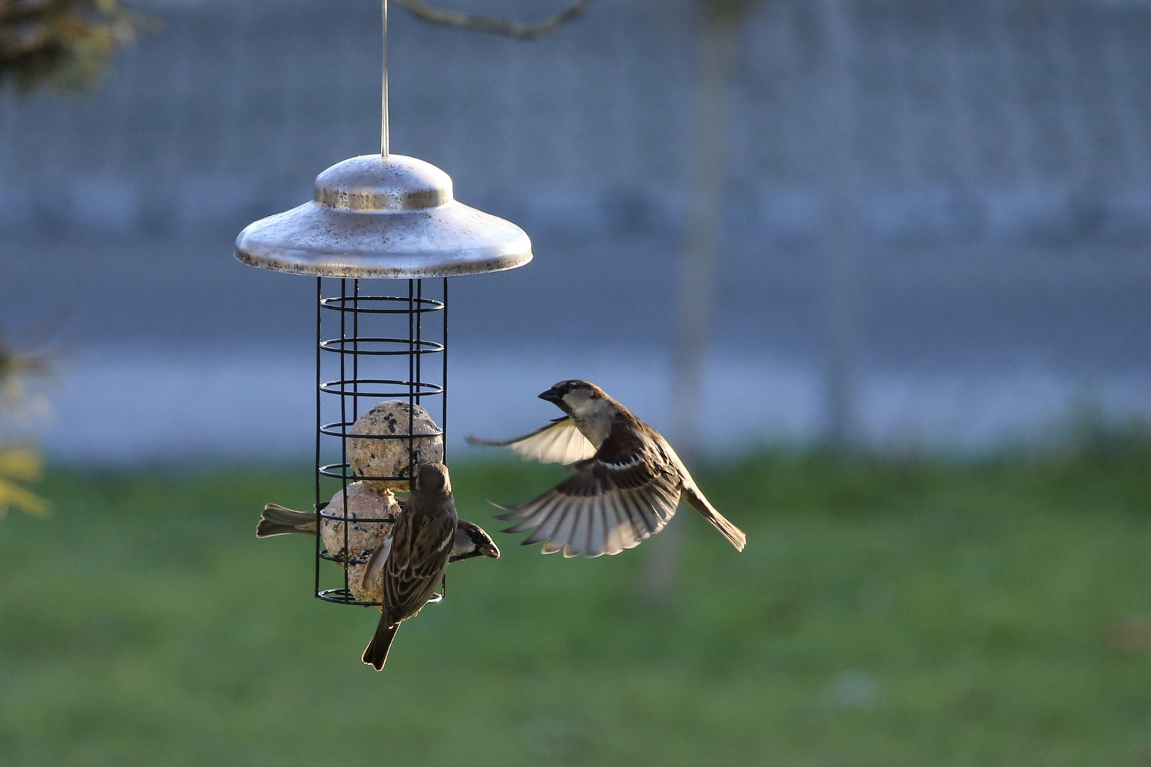 Anflug zur Futterstelle