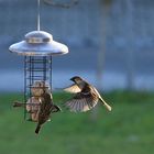 Anflug zur Futterstelle