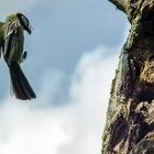 Anflug zur Nisthöhle