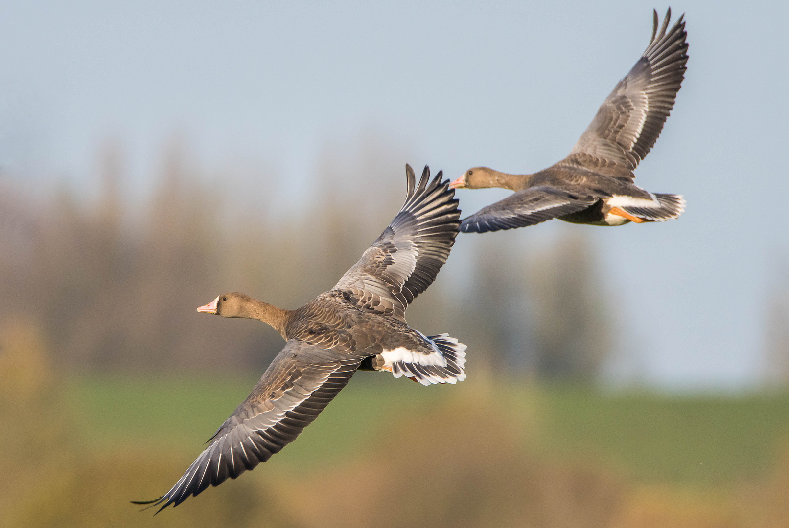 Anflug zweier Blessgänse in den Rheinauen