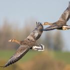 Anflug zweier Blessgänse in den Rheinauen