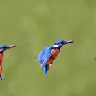 Anflugphase eines weiblichen Eisvogel auf seinen Ansitz