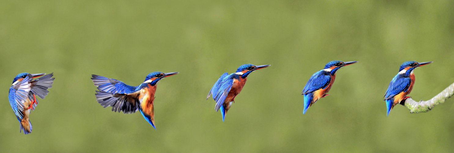 Anflugphase eines weiblichen Eisvogel auf seinen Ansitz