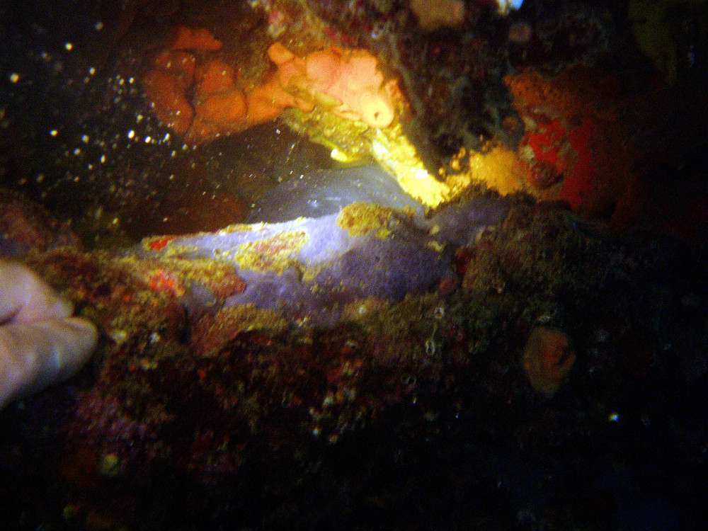 anfratto di una grotta alle isole Tremiti