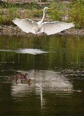 ANGE GARDIEN DE CANARDS SIFFLEURS