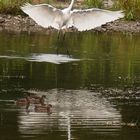 ANGE GARDIEN DE CANARDS SIFFLEURS