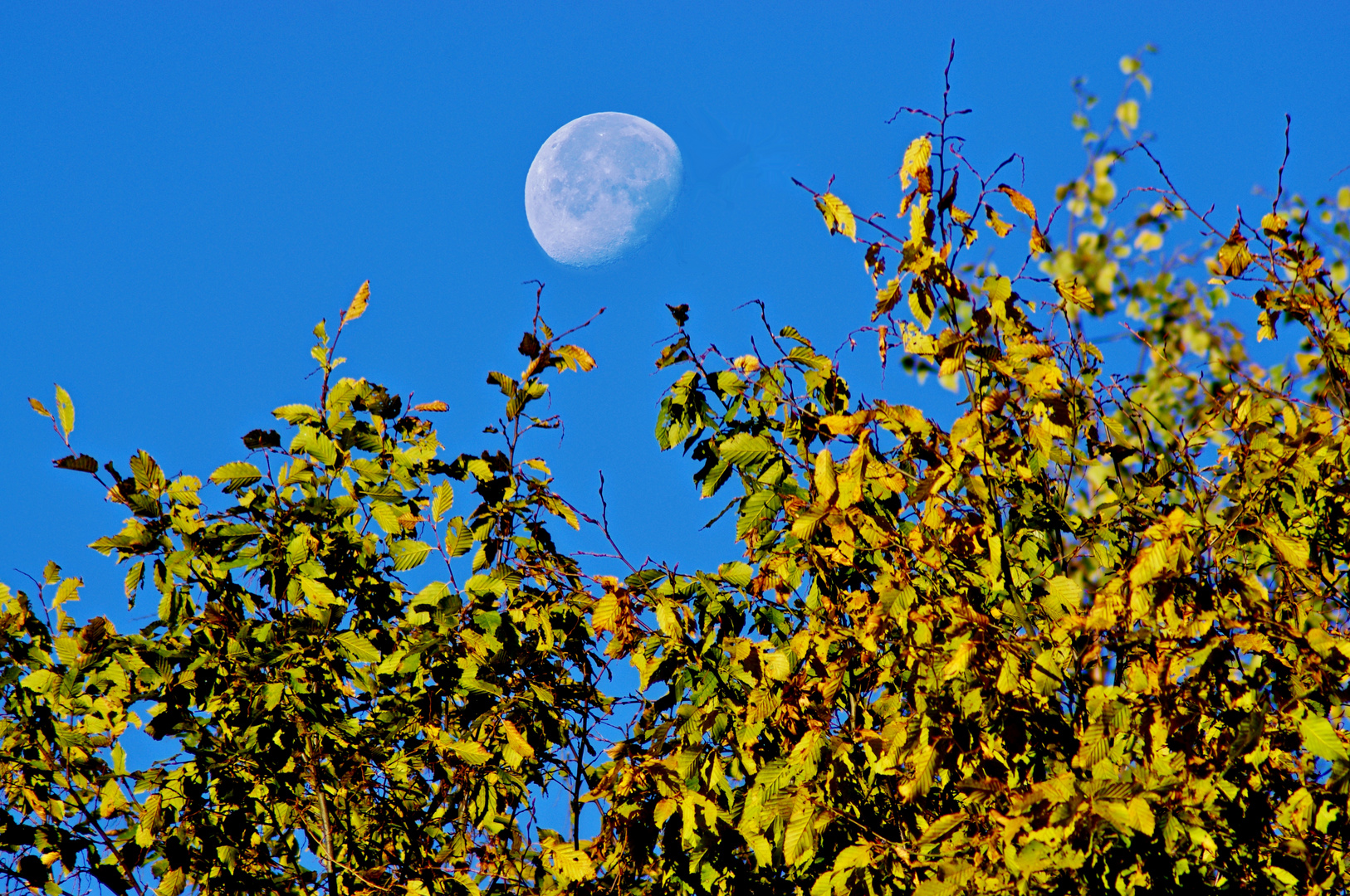 Angeber-Herbst