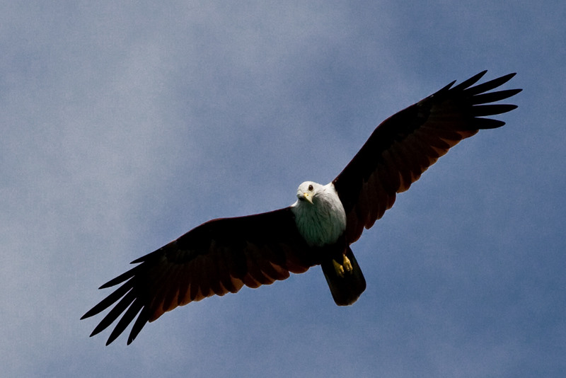 (angeblicher) Steinadler entpuppt sich als Brahminenweih :)