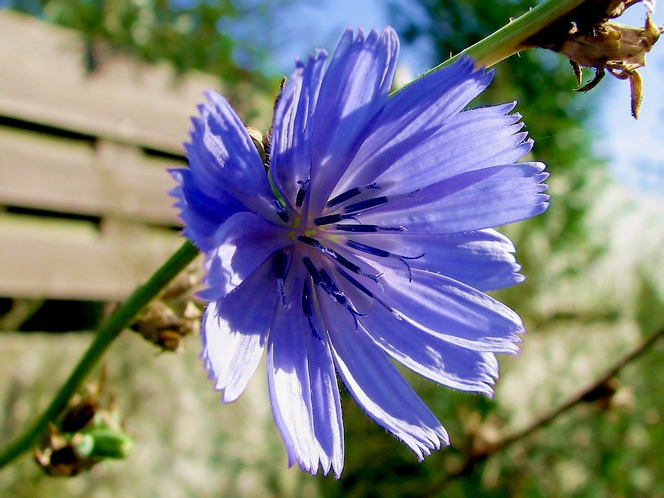 angebliches Unkraut oder besser: Wildblume am Wegesrand...