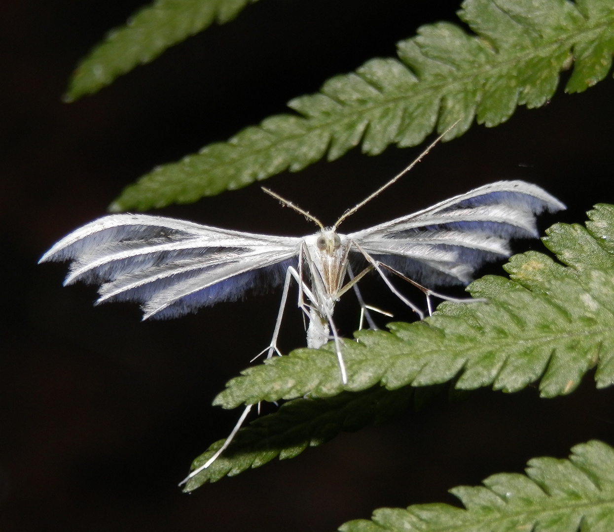 Angeblitzt ! - Federgeistchen (Pterophorus pentadactylus) auf Wurmfarn