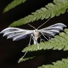 Angeblitzt ! - Federgeistchen (Pterophorus pentadactylus) auf Wurmfarn