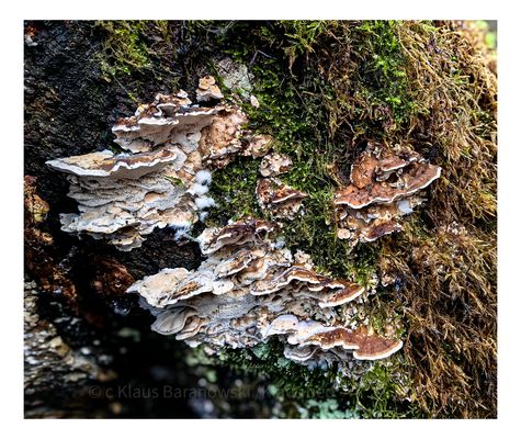 Angebrannter Rauchporling 