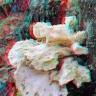 angefressen ( 3D rot/cyan Anaglyphe  stereo)