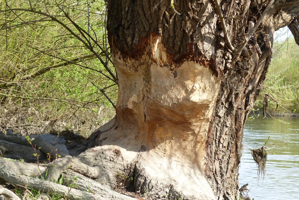 Angefressener Baum von Bibern im Hammer Osten