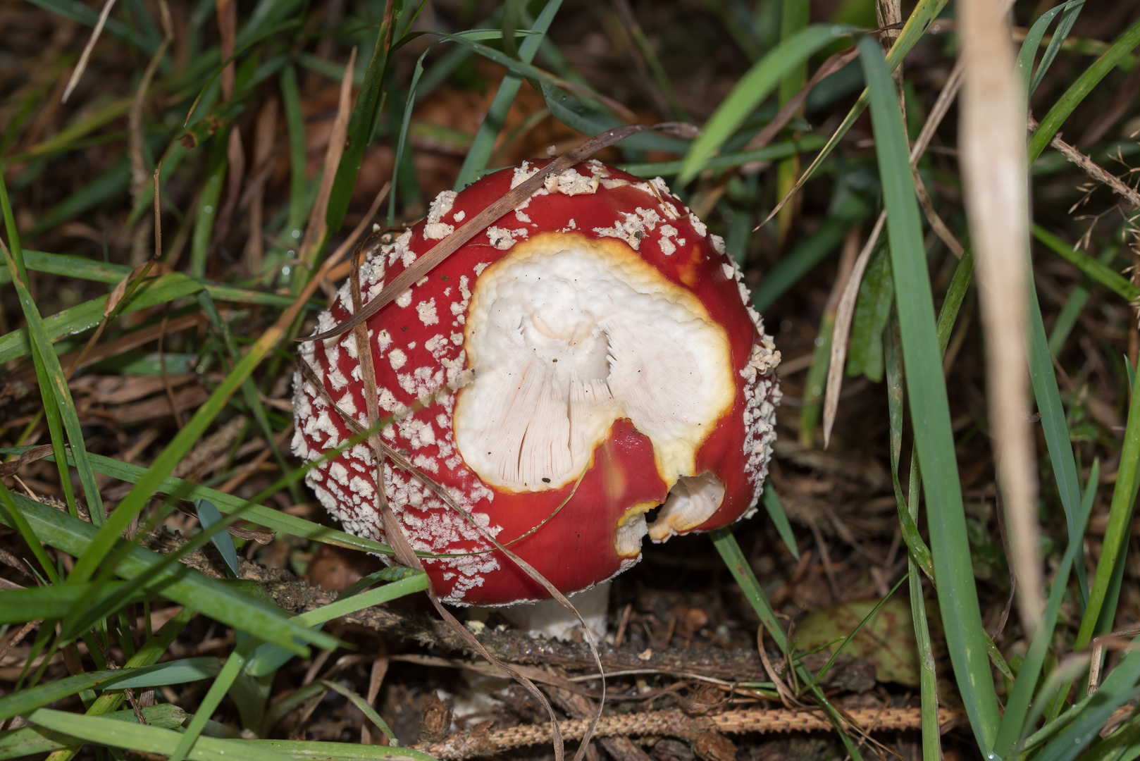 Angefressener Fliegenpilz