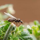 Angehende Ameisenkönigin 