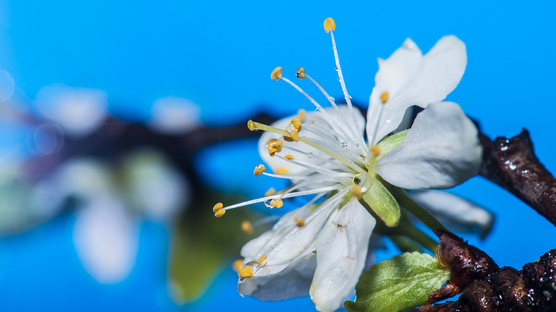 Angehende "Prunus domestica" ...