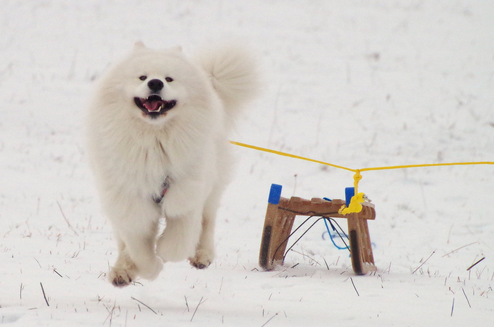 angehender Schlittenhund...Samojede