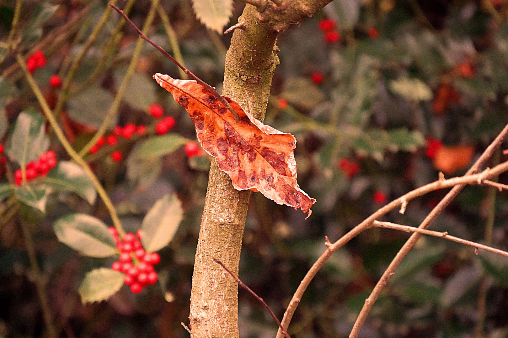 "Angeklebes" buntes Herbstblatt  zum Mittwoch,