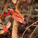 "Angeklebes" buntes Herbstblatt  zum Mittwoch,