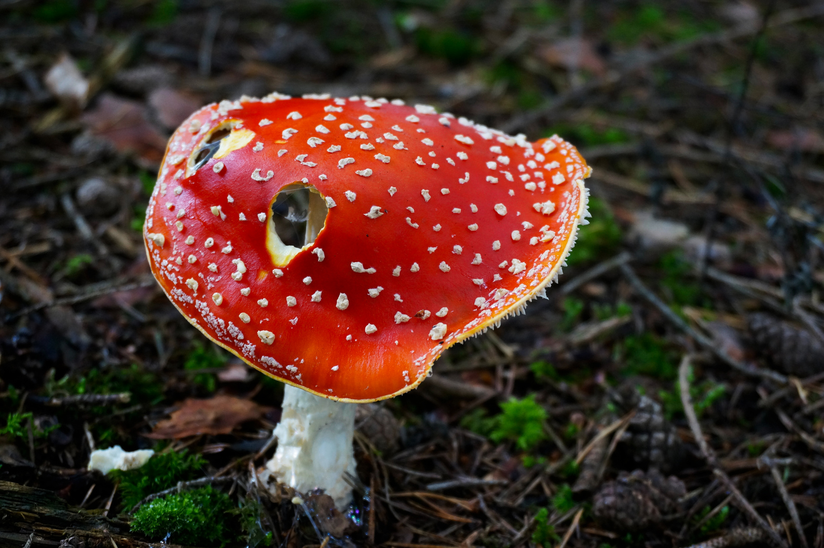 Angeknabberter Fliegenpilz