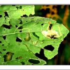 "Angeknabbertes Blatt"